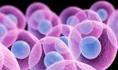 Основные закономерности физиологической и репаративной регенерации