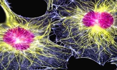 Общее представление о стволовой клетке, ее классификация и источники